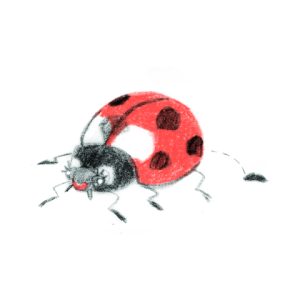 Coloured pencil illustration of a ladybird pooping.
